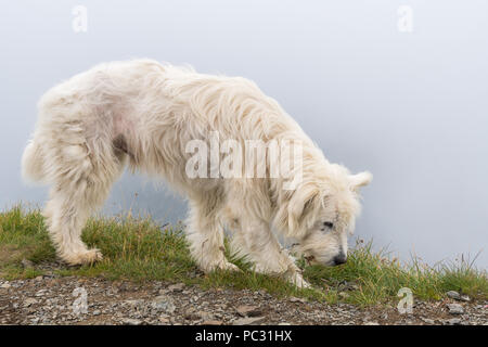 Grand chien de berger blanc au sommet de la montagne Banque D'Images