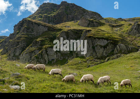 Paysage avec un troupeau de moutons sur la montagne Banque D'Images