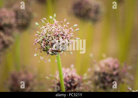 L'allium sativum var. sous-espèces ophioscorodon en pleine floraison Banque D'Images