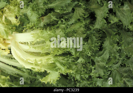 ENDIVES FRISÉES FRAÎCHES RÉCOLTÉES (CICHORIUM EDIVIA) ÉGALEMENT CONNUES SOUS LE NOM DE LAITUE FRISÉE, CHICORÉE FRISÉE OU FRISÉE. Banque D'Images