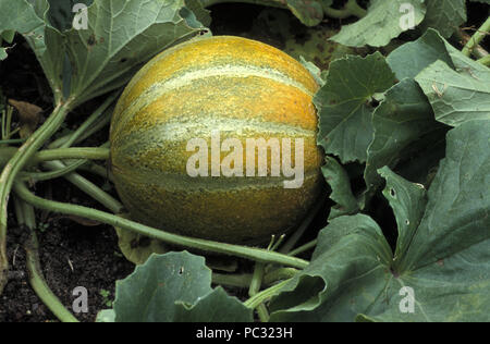 OGEN melon (Cucumis melo), DE PLUS EN PLUS D'UNE VARIÉTÉ DE MELON qui s'est développée en Israël Banque D'Images