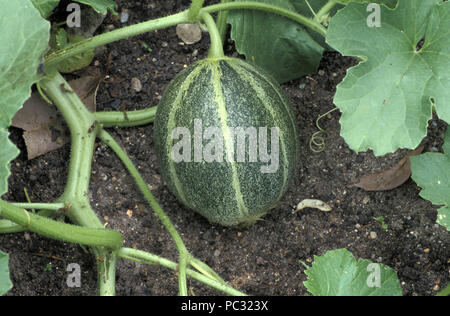 Les fruits immatures de OGEN MELON, UNE VARIÉTÉ DE MELON qui s'est développée en Israël Banque D'Images