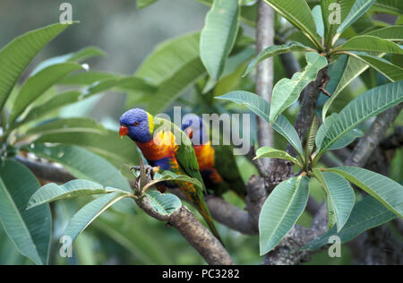 RAINBOW loriquets verts (Trichoglossus haematodus) dans la région de frangipanier (PLUMERIA) NEW SOUTH WALES, AUSTRALIE Banque D'Images