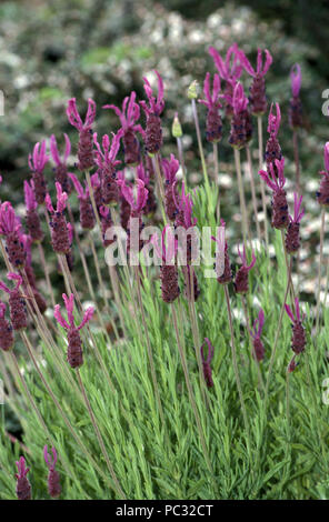 Lavandula stoechas, lavande, lavande lavande française en tête ou en croissance. Banque D'Images