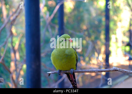 Pas sûr de l'espèce ici. Mais c'est un bel oiseau de la Currumbin Wildlife à Gold Coast. Banque D'Images