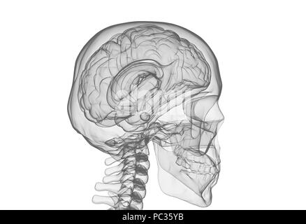 Du cerveau et du crâne x ray image isolated on white Banque D'Images