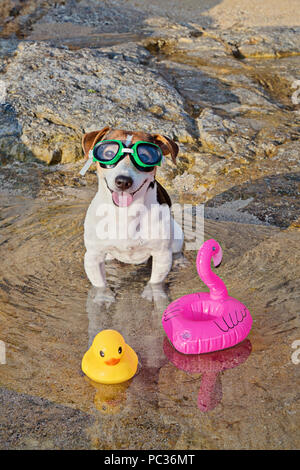 Portrait de Jack Russell Terrier de chien avec des lunettes de natation assis dans l'eau et s'amuser sur la plage. Concept de passe-temps amusant avec chien dans l'été. Selective focus Banque D'Images