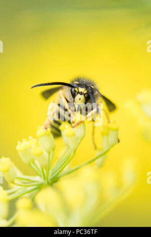 Arbre généalogique - Wasp (guêpe Dolichovespula sylvestris) sur l'usine de fenouil - UK Banque D'Images
