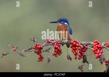 Kingfisher (Alcedo atthis commune) mâle adulte, perché avec Black Bryony (Tamus communis), baies, Suffolk, Angleterre, Royaume-Uni, octobre Banque D'Images