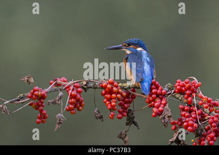 Kingfisher (Alcedo atthis commune) mâle adulte, perché avec Black Bryony (Tamus communis), baies, Suffolk, Angleterre, Royaume-Uni, octobre Banque D'Images