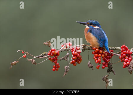 Kingfisher (Alcedo atthis commune) mâle adulte, perché avec Black Bryony (Tamus communis), baies, Suffolk, Angleterre, Royaume-Uni, octobre Banque D'Images