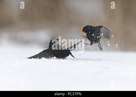 Blackbird (Turdus merula) 2 mâles adultes, les combats sur la neige, Suffolk, Angleterre, Février Banque D'Images