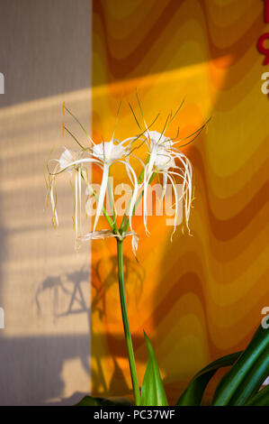 Hymenocallis caribaea caraïbes, spider-lily, un style unique fleur blanche sur fond multicolore, éclairé par le coucher de soleil, close-up Banque D'Images