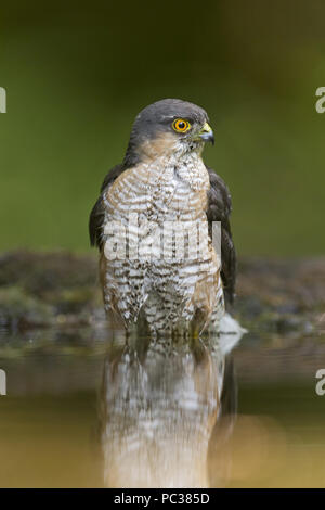 Blanche eurasienne (Accipiter nisus) mâle adulte, baignade à l'étang des bois, Debrecen, Hongrie, Mai Banque D'Images