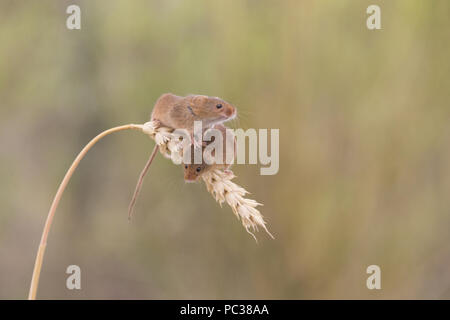 Micromys minutus (Souris), 2 adultes, comité permanent sur l'épi de blé, England, UK, Juillet, contrôlée sous réserve Banque D'Images