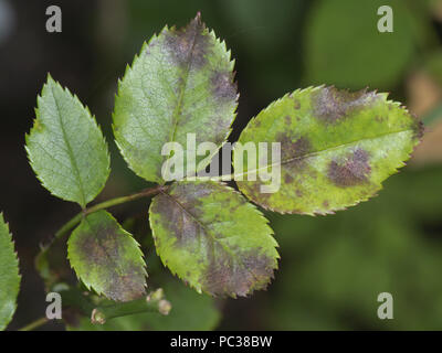 Diplocarpon rosae, tache noire, l'infection des feuilles de rose un jardin ornemental, Berkshire, Juillet Banque D'Images