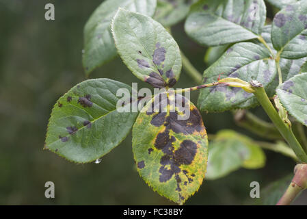 Diplocarpon rosae, tache noire, l'infection des feuilles de rose un jardin ornemental, Berkshire, Juillet Banque D'Images