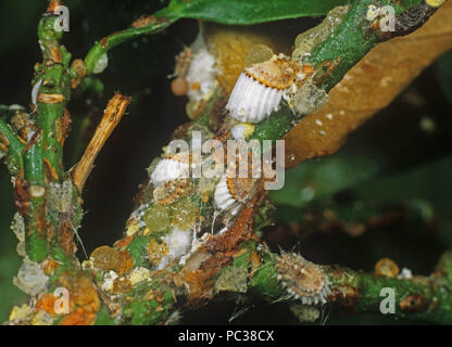 Coussin cotonneuse (Icerya purchasi échelle) infestation sur calamondin citrus plant Banque D'Images