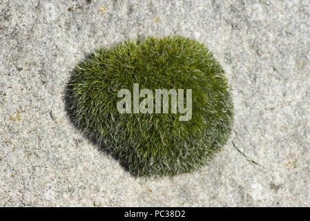 Cusion gamétophyte de vis de mur-moss, Tortula muralis, poussant sur une grande pierre sarson, Berkshire, Mars Banque D'Images