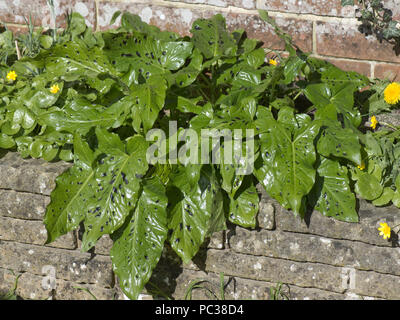 Les jeunes verts brillant feuilles en forme de flèche repéré des Lords et Ladies ou sauvage, arum Arum maculatum, au début du printemps, Berkshire, Mars Banque D'Images