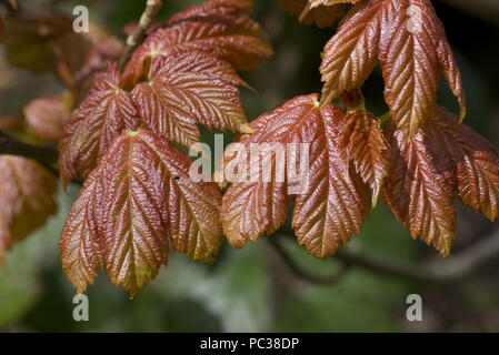 Les jeunes, de couleur rouge, sycomore, Acer pseudoplatanus quitte l'expansion de leurs bourgeons au printemps, Berkshire, Avril Banque D'Images