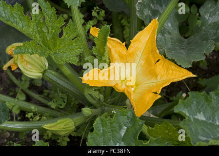 Les fleurs mâles et femelles jaune sur un plant de courgette courgette ou avec les jeunes les fruits sous bold type cucurbitacées feuilles vert foncé Banque D'Images