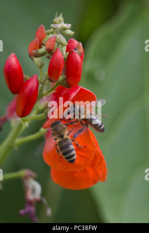 Les abeilles, Apis mellifera, qui se nourrissent de fleurs rouge vif de haricots, Berkshire, Août Banque D'Images