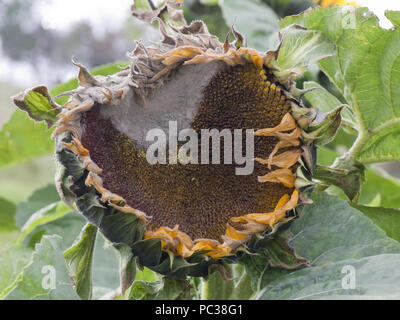 La moisissure grise, Botrytis cinerea, sur une grande fleur tournesol lorsqu'il commence à aller à la semence Banque D'Images