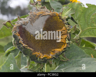 La moisissure grise, Botrytis cinerea, sur une grande fleur tournesol lorsqu'il commence à aller à la semence Banque D'Images