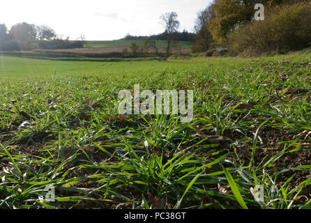 Vue au niveau du sol de lignes de jeunes plants de blé de tallage en automne, Berkshire, Novembre Banque D'Images