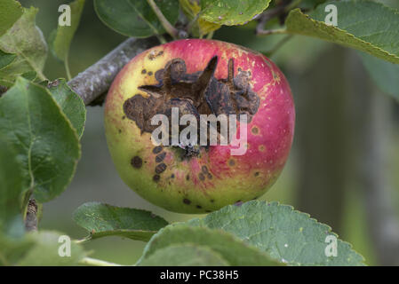 Des taches nécrotiques et la fissuration causée, tavelure Venturia inaequalis, sur une pomme mûre sur l'arbre, Berkshire, Août Banque D'Images