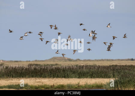 Pluvier bronzé battant la fin de l'été,Deepdale Marsh Norfolk Banque D'Images