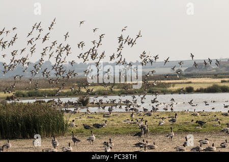 Wildfowl, Siffleur, survolant oies rose sur Deepdale Marsh avec Burnham Overy Staithe dans la distance Banque D'Images