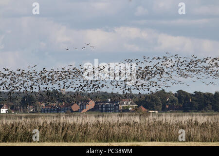 Vol d'oies à pieds roses en marais à Burnham Deepdale vers Overy Staithe Banque D'Images