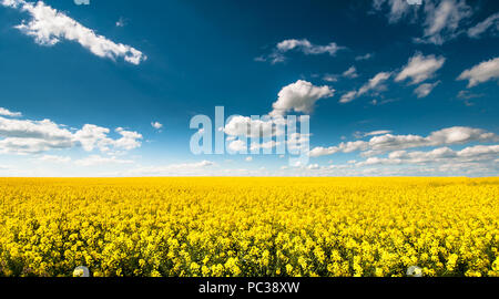 Vide Beautyful champ de canola avec blue cloudy sky Banque D'Images