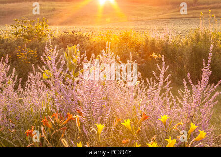 Les rayons du soleil illuminer un jardin d'hémérocalles et sage russe tôt le matin. Banque D'Images