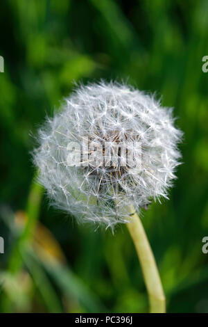 Dandelion Clock en orientation portrait Banque D'Images