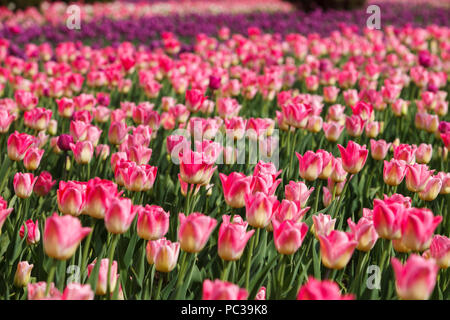 Énorme quantité de belles tulipes roses de plus en plein air du jardin botanique. Arrière-plan de beauté naturelle Banque D'Images