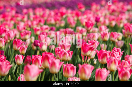Gros plan de la belle tulipe rose fleurs de jardin piscine en plein air de plus en plus aux Pays-Bas. Rares colorés tulipa flower au fueld Banque D'Images