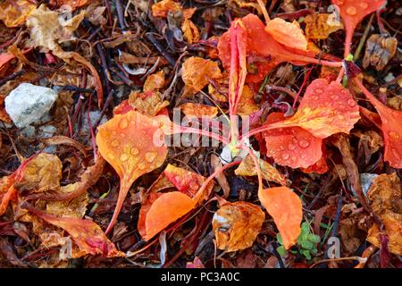 Poinciana tombé avec fleurs gouttes après une tempête de pluie dans la lumière du matin Banque D'Images