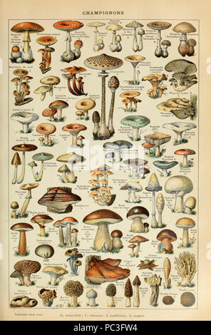 Adolphe Millot champignons-pour tous. Banque D'Images