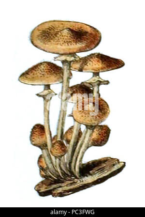 Adolphe Millot champignons-pour tous-fixe (009). Banque D'Images