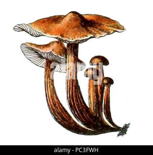 Adolphe Millot champignons-pour tous-fixe (011). Banque D'Images