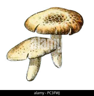 Adolphe Millot champignons-pour tous-fixe (010). Banque D'Images