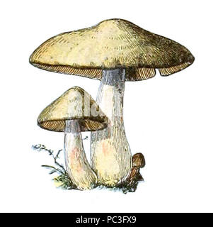 Adolphe Millot champignons-pour tous-fixe (29). Banque D'Images