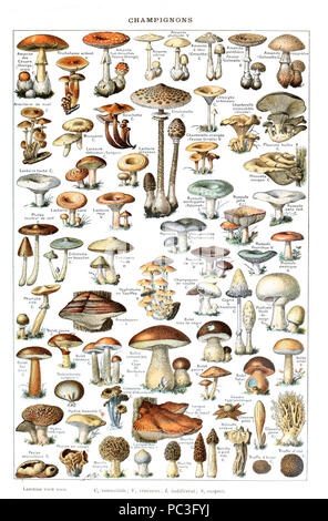 Adolphe Millot champignons-pour tous-fixe. Banque D'Images