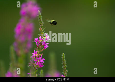 Salvia fleur avec Bourdon Banque D'Images