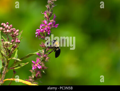 Salvia fleur avec Bourdon Banque D'Images