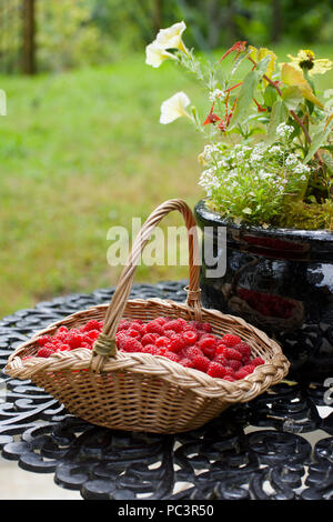 Panier en osier de framboises au jardin de plein air Banque D'Images