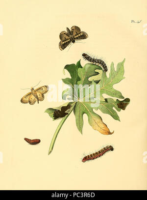 551 Sepp-Surinaamsche vlinders - PL 048 comme Phalaene plaque descr. interrupta Banque D'Images